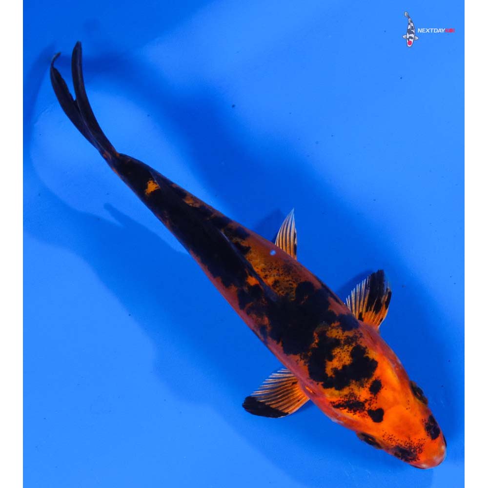 5.5” Imported Doitsu Kin Aka Bekko