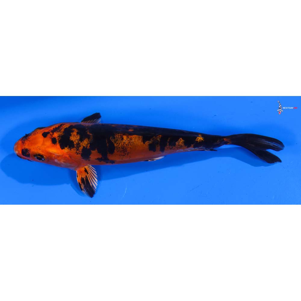 5.5” Imported Doitsu Kin Aka Bekko