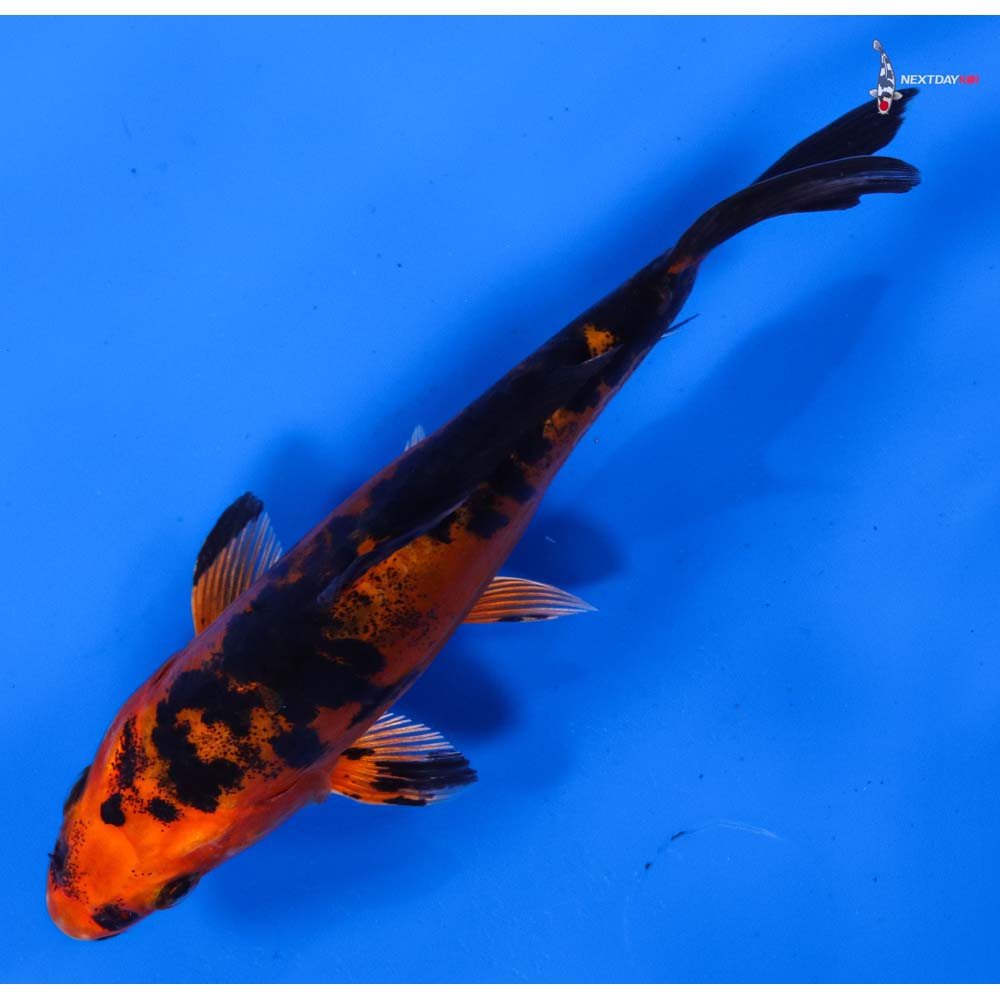 5.5” Imported Doitsu Kin Aka Bekko