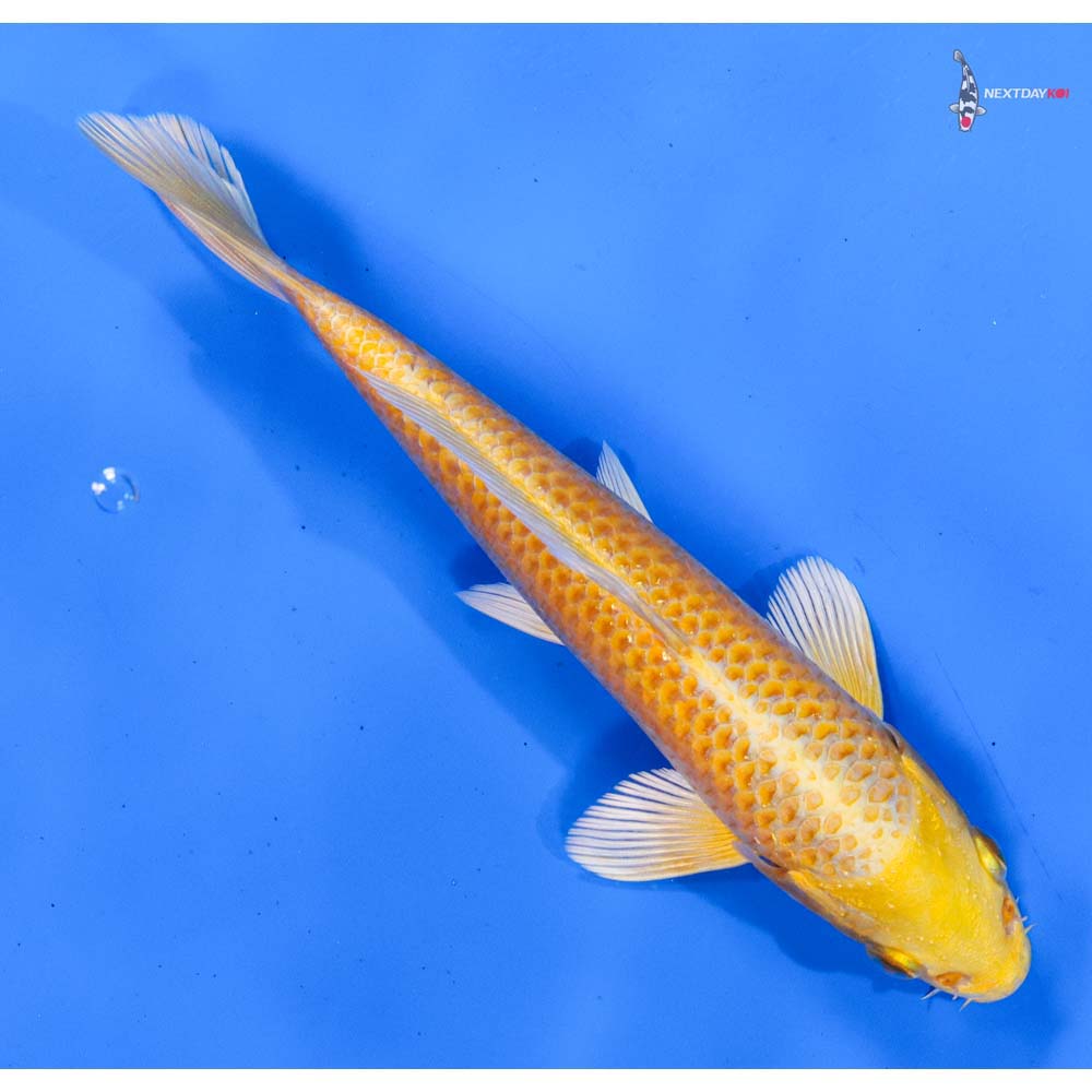 6” Imported Yamabuki Ogon