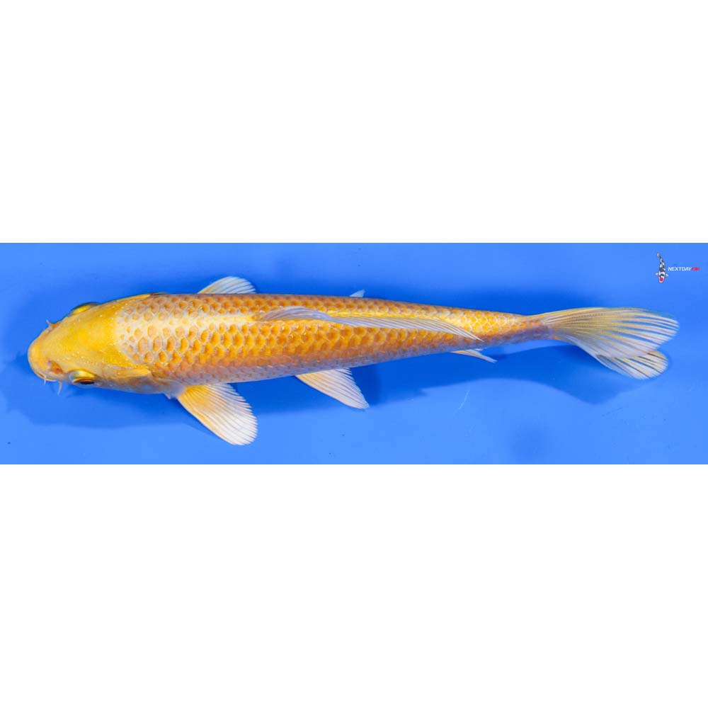 6” Imported Yamabuki Ogon