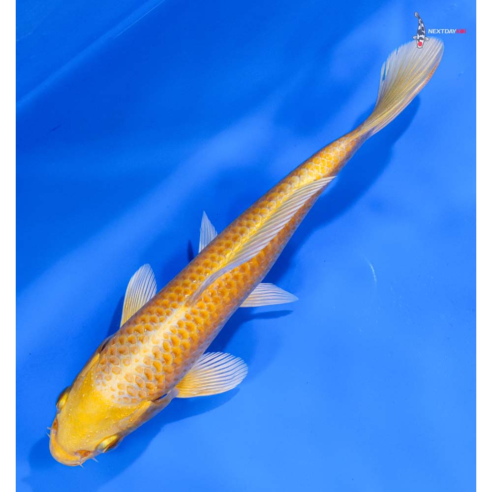 6” Imported Yamabuki Ogon