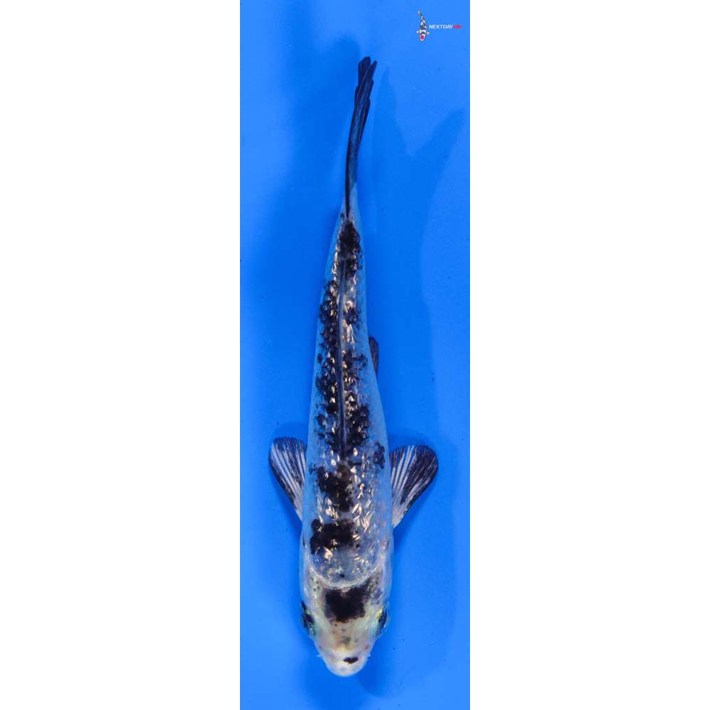 3.5” Imported Gin Rin Gin Shiro Bekko