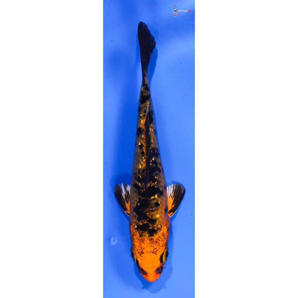 3.5” Imported Gin Rin Kin Aka Bekko