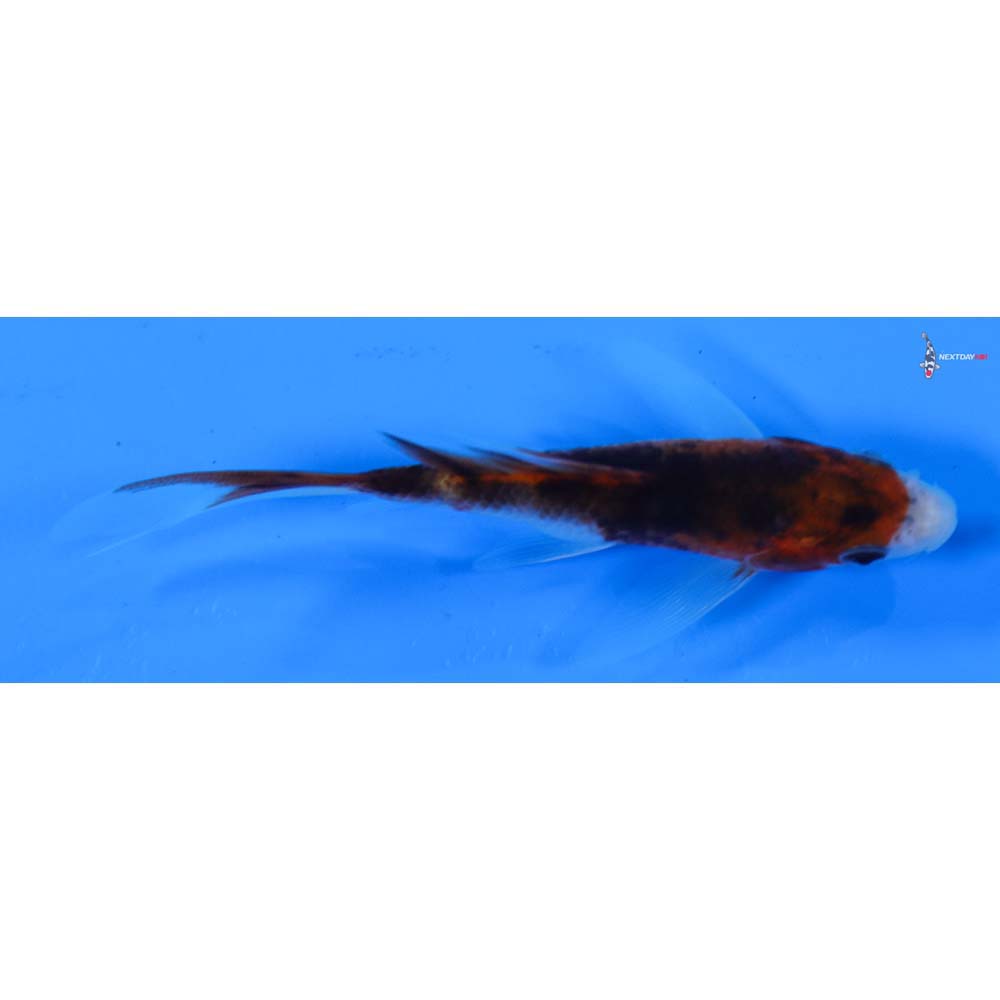4” Imported Goromo Butterfly Koi