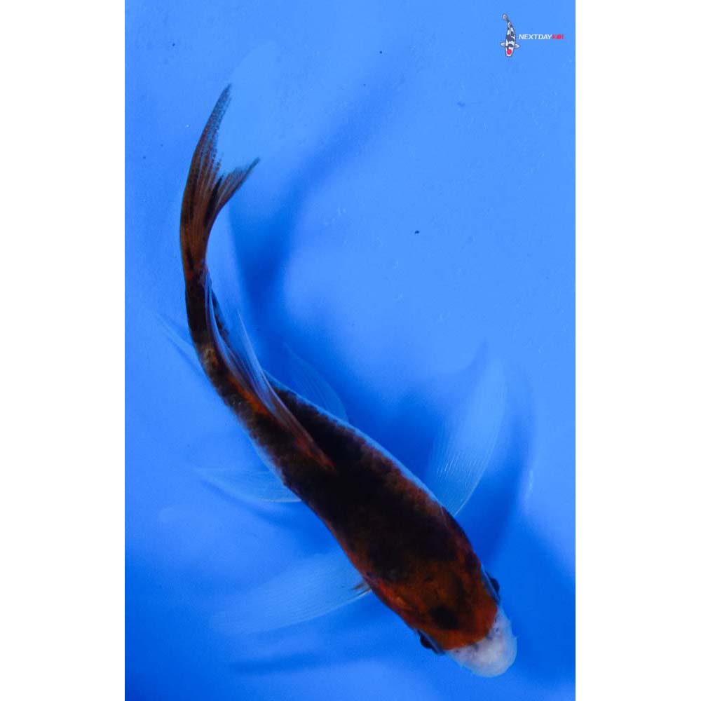 4” Imported Goromo Butterfly Koi