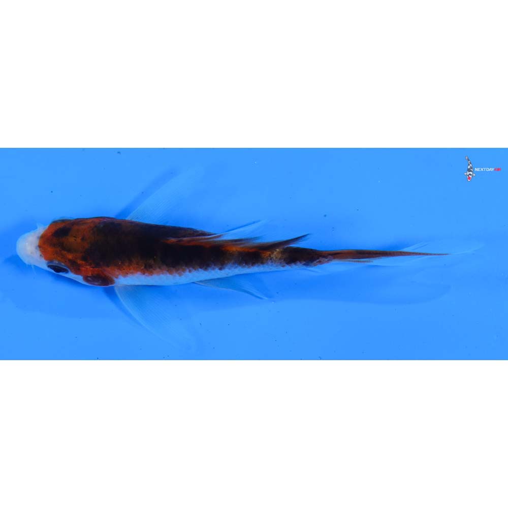 4” Imported Goromo Butterfly Koi