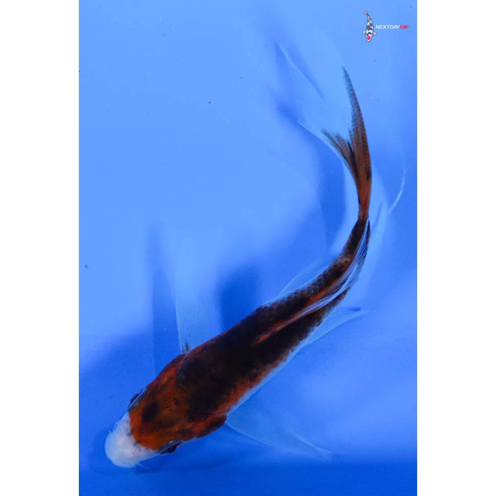 4” Imported Goromo Butterfly Koi