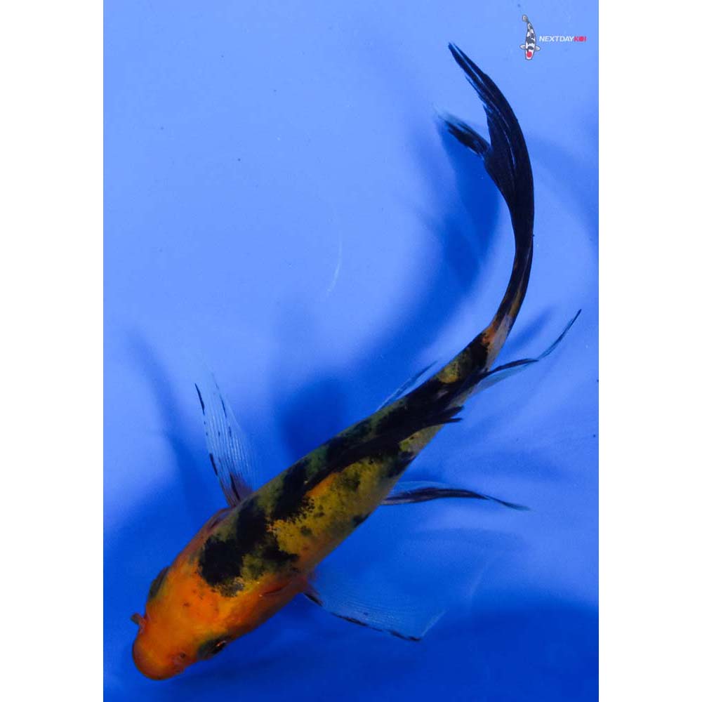 4” Imported Aka Bekko Butterfly Koi