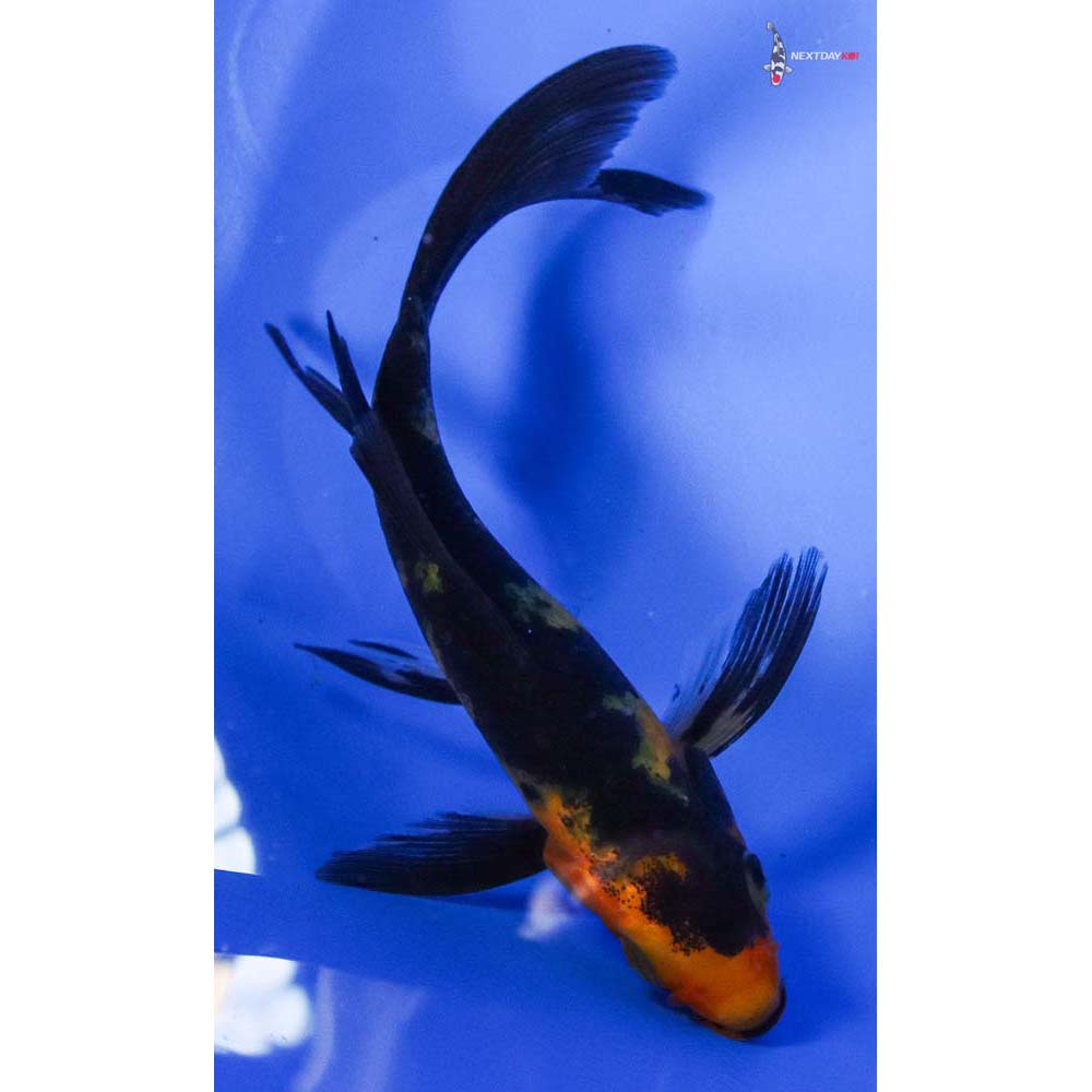 3.5” Imported Aka Bekko Butterfly Koi