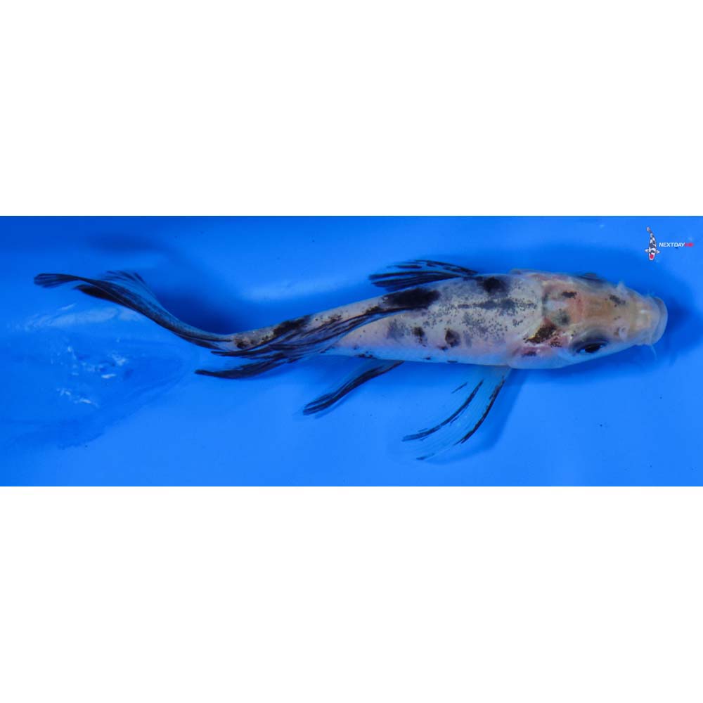 3.5” Imported Shiro Bekko Butterfly Koi
