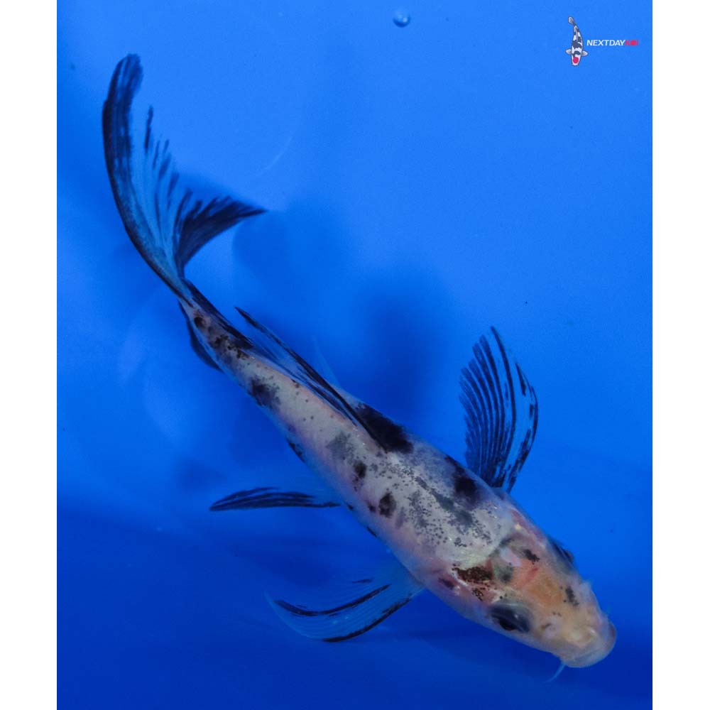 3.5” Imported Shiro Bekko Butterfly Koi