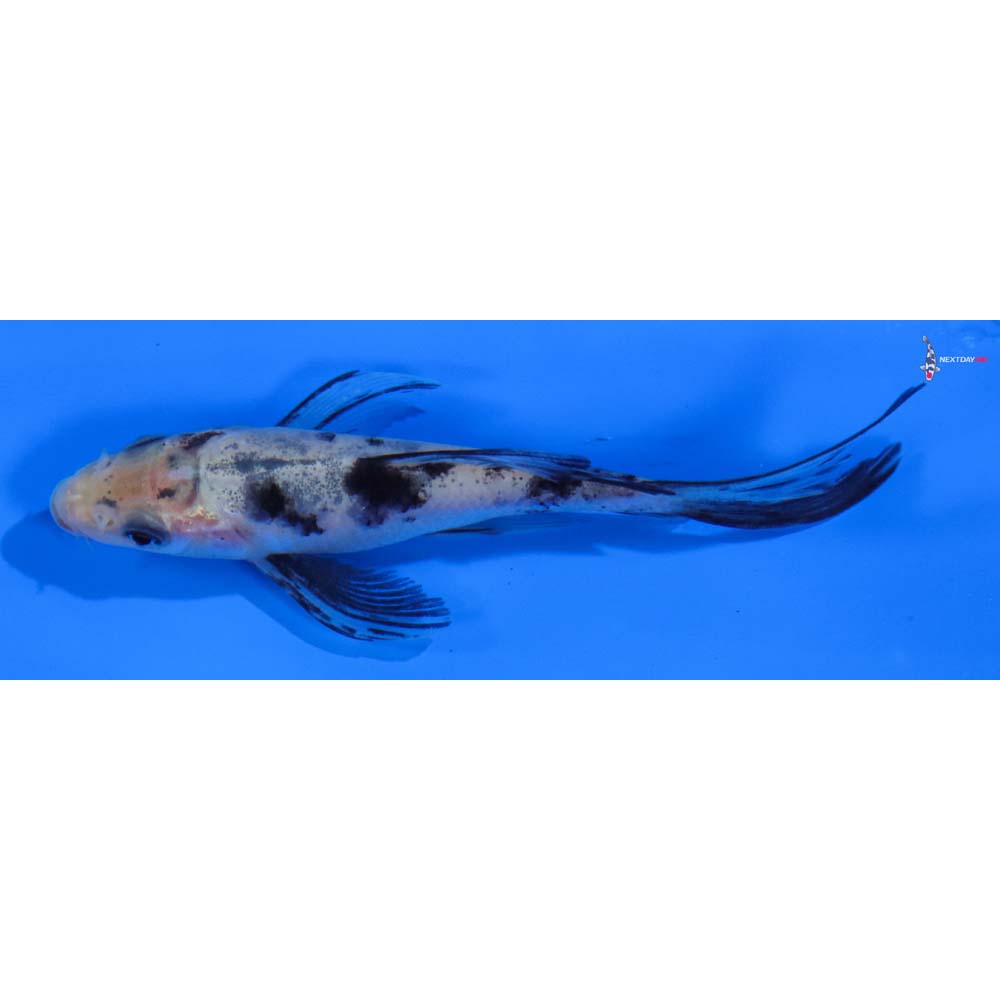 3.5” Imported Shiro Bekko Butterfly Koi