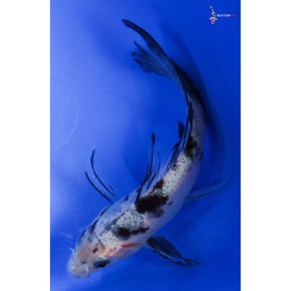3.5” Imported Shiro Bekko Butterfly Koi