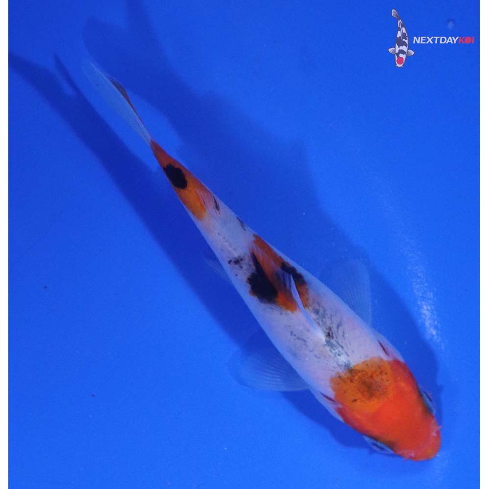 3” Imported Sanke