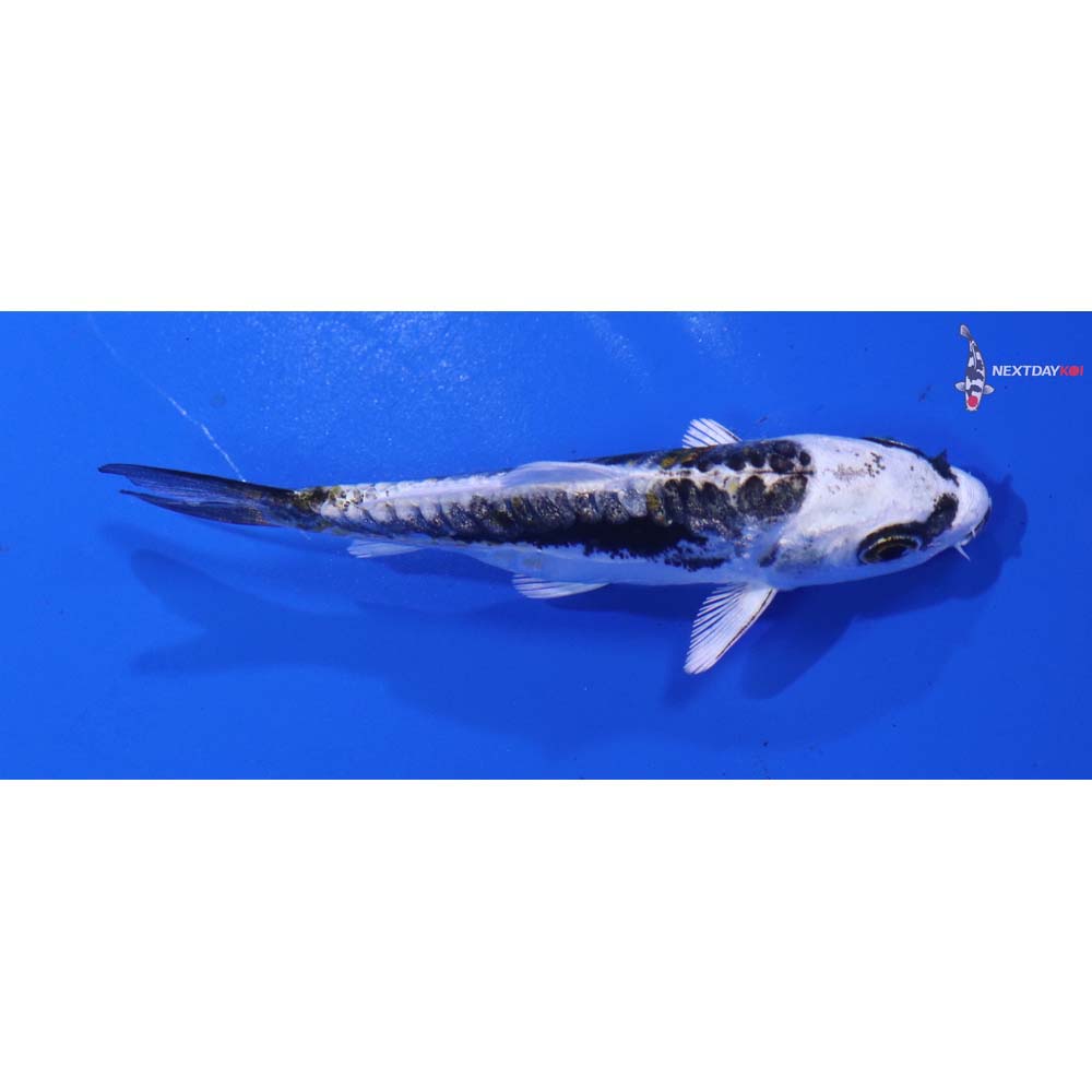 3” Imported Kin Kikokuryu