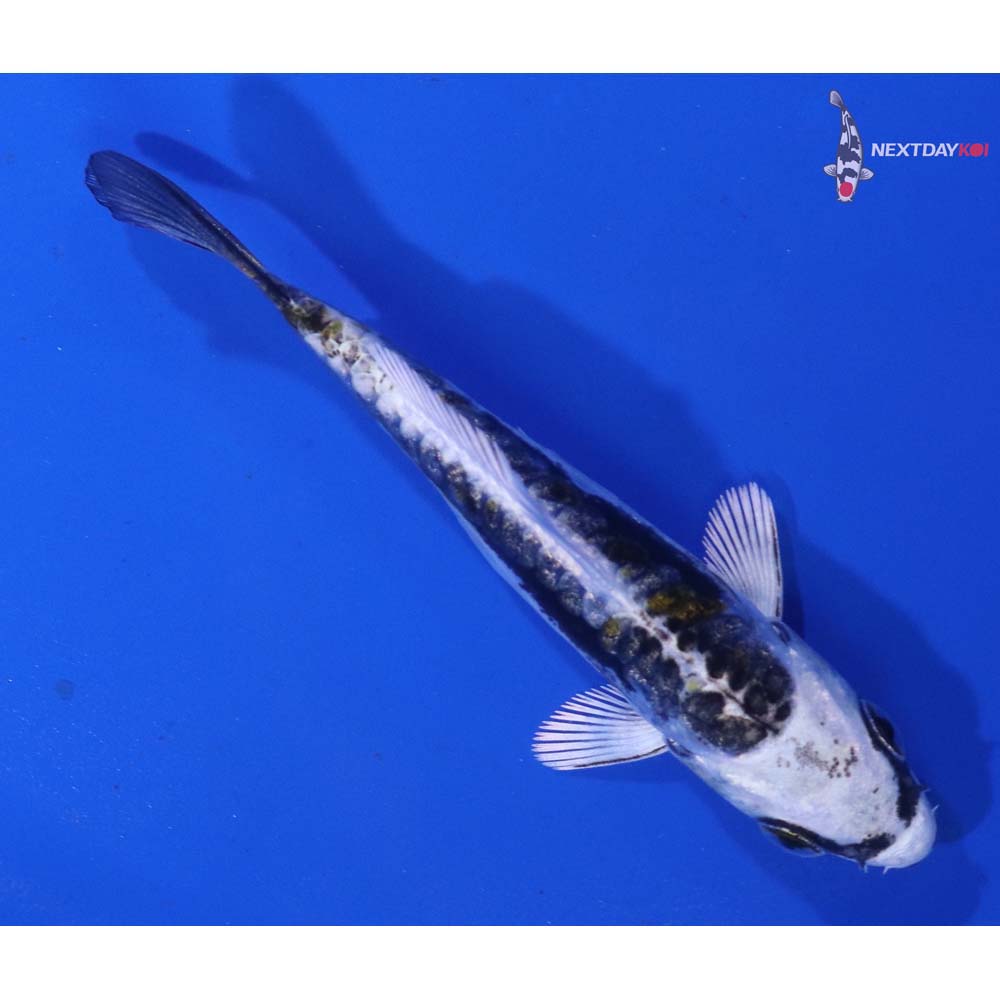 3” Imported Kin Kikokuryu