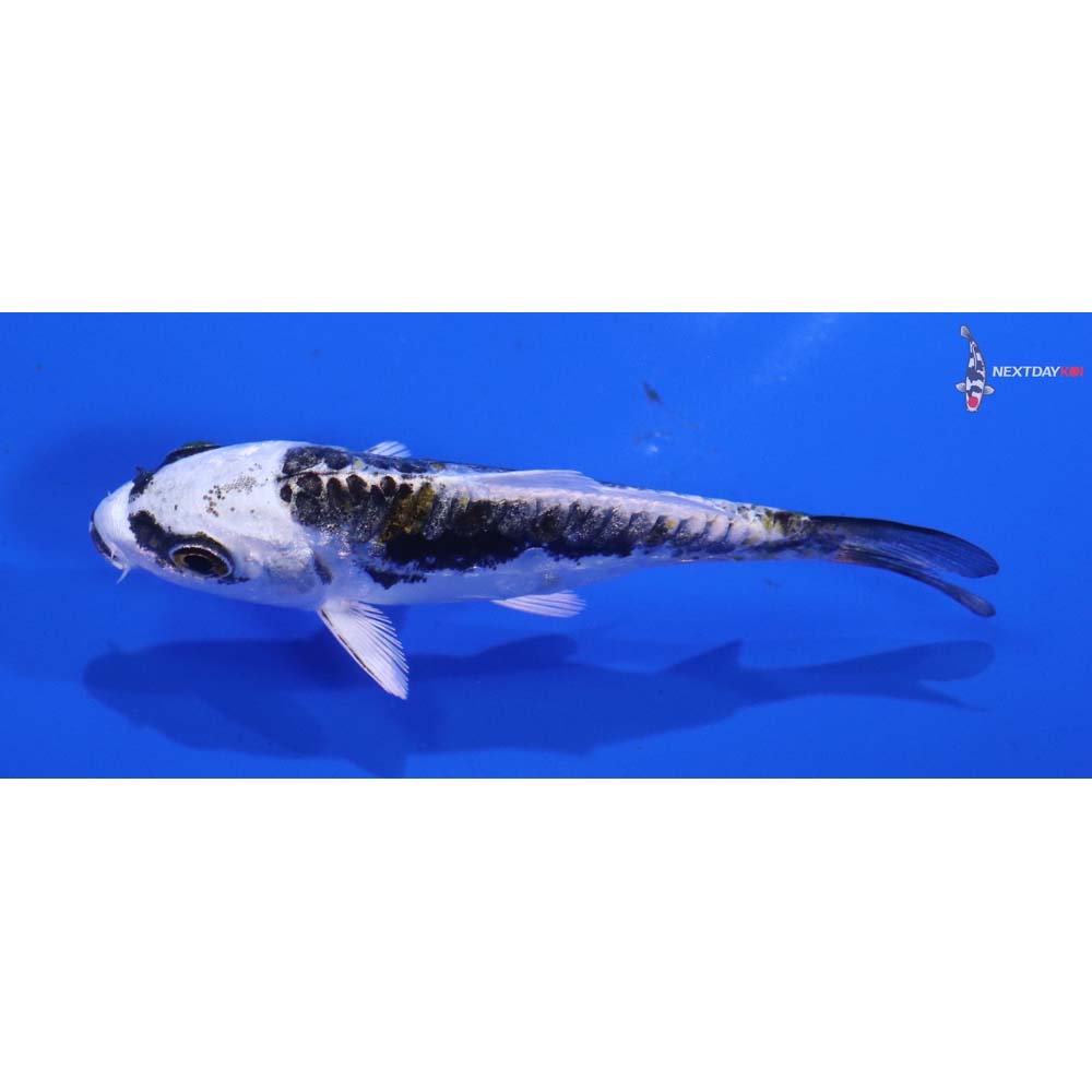 3” Imported Kin Kikokuryu