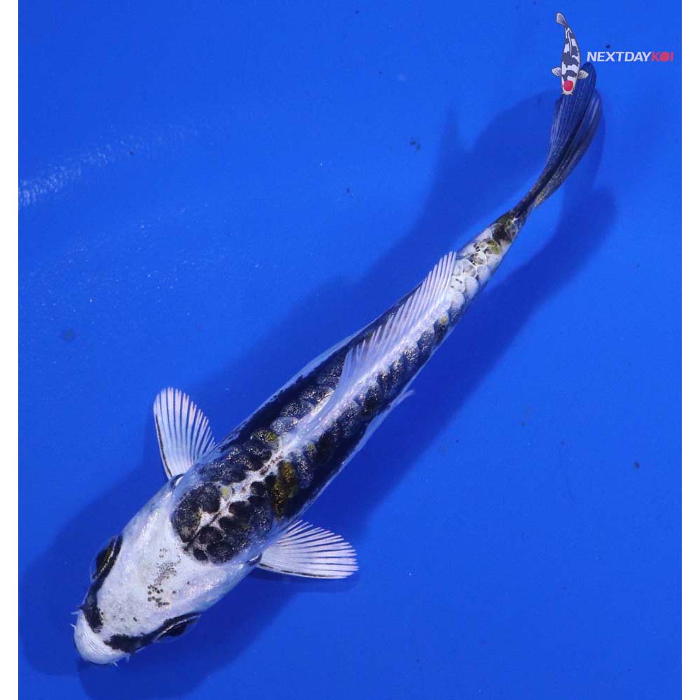 3” Imported Kin Kikokuryu