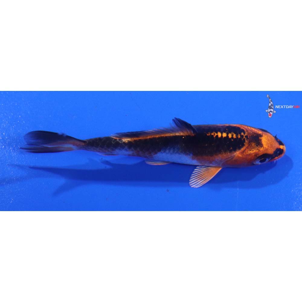 3” Imported Kujaku
