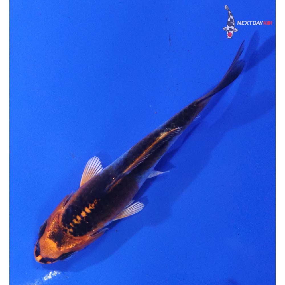 3” Imported Kujaku