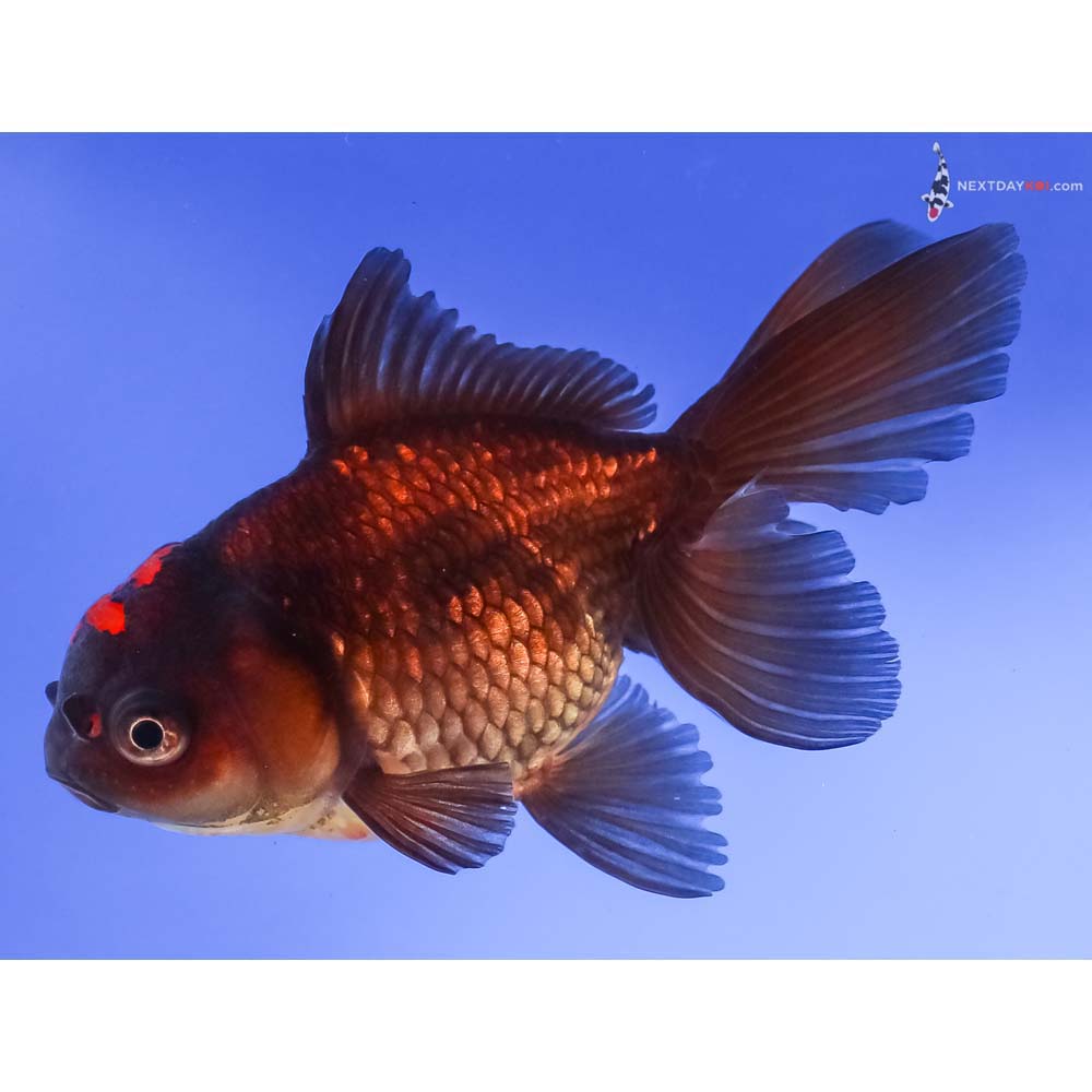 4.5” Imported Red and Black Oranda