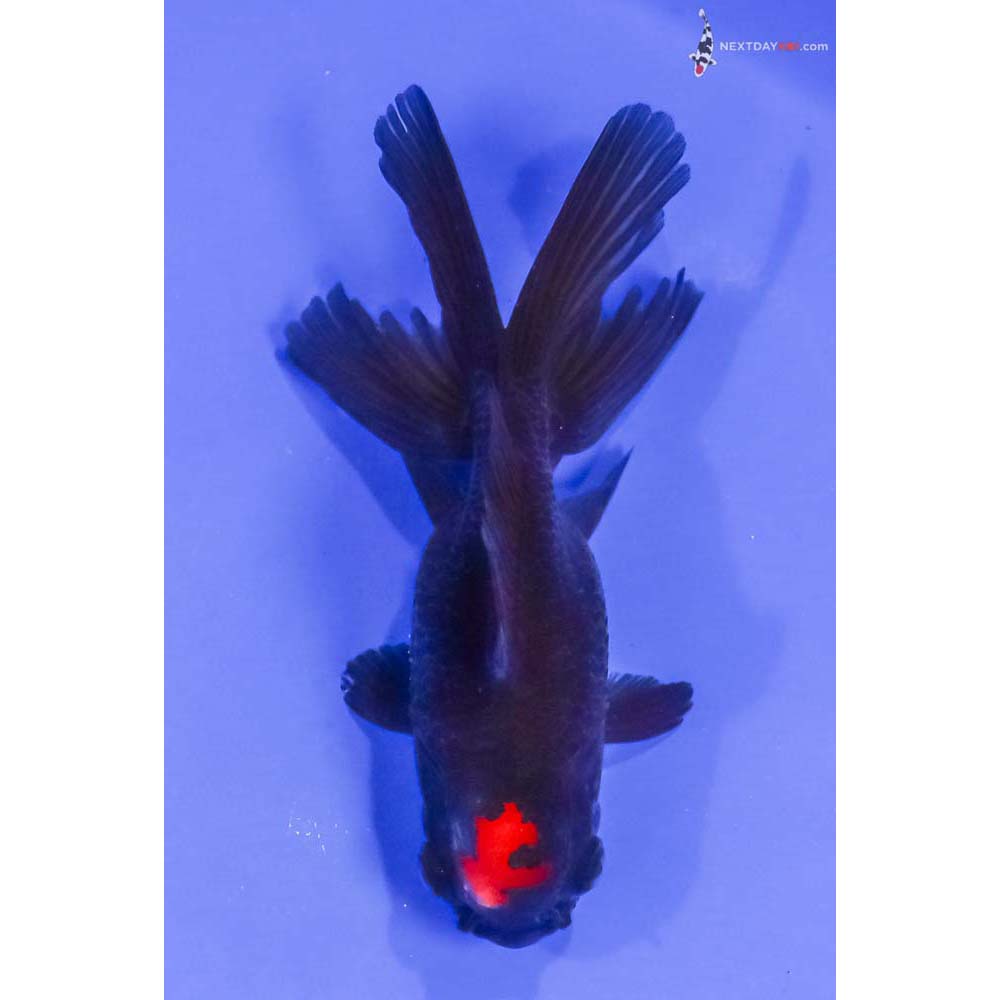 4.5” Imported Red and Black Oranda
