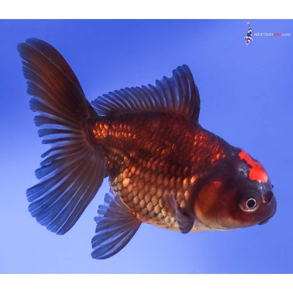 4.5” Imported Red and Black Oranda