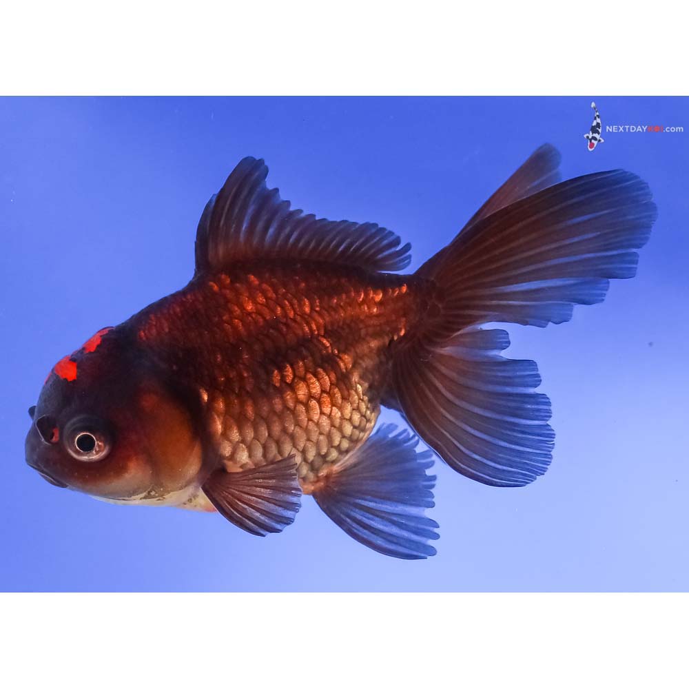 4.5” Imported Red and Black Oranda