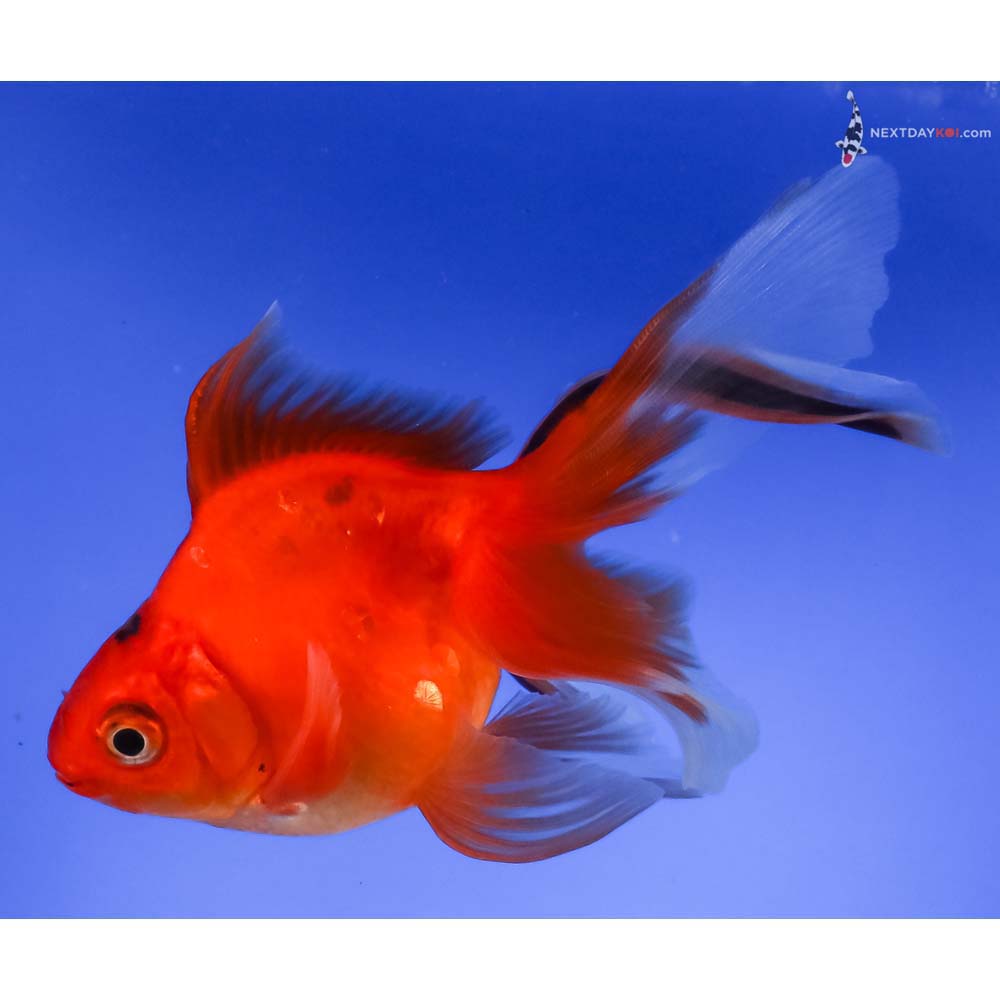 4.5” Imported Black and Red Ryukin