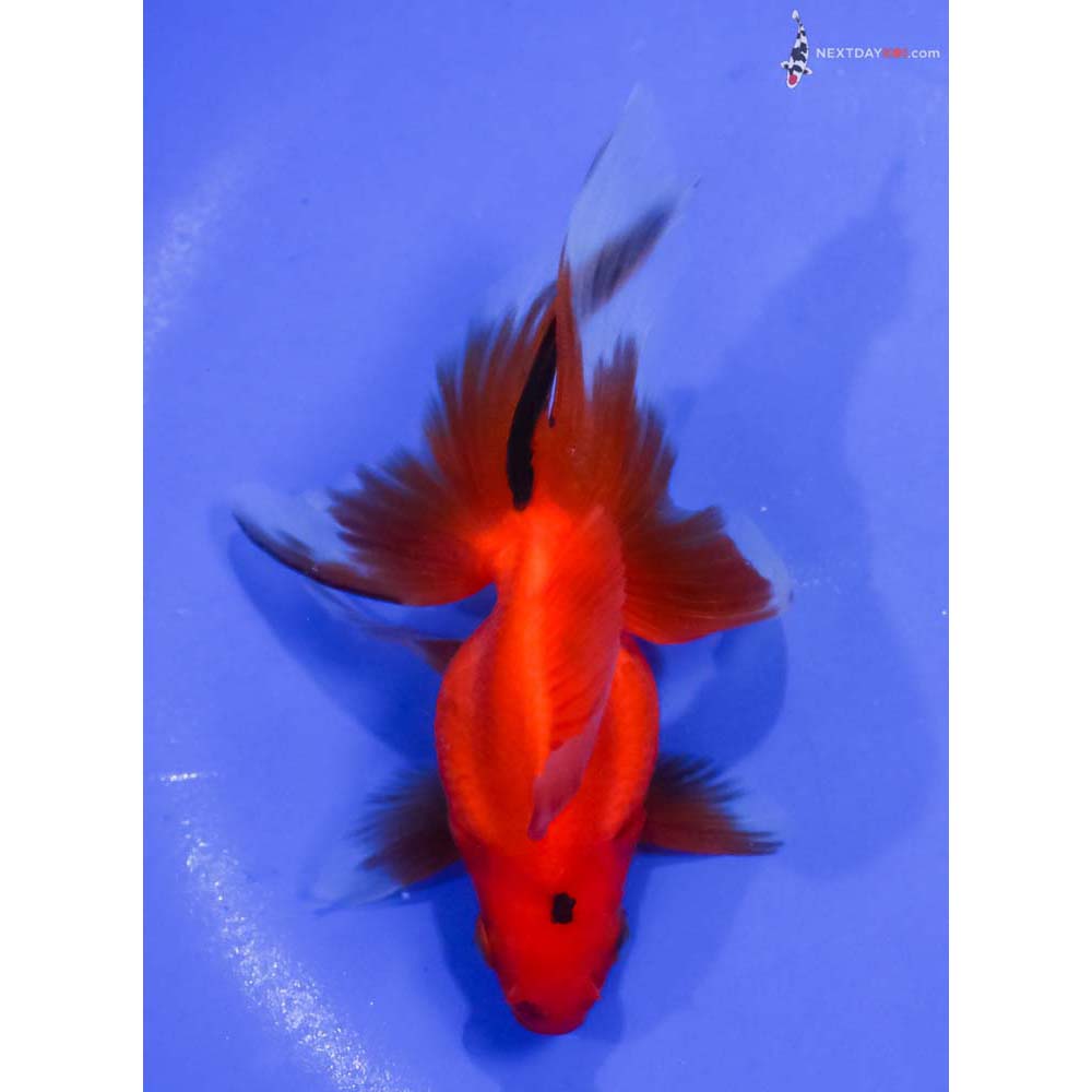 4.5” Imported Black and Red Ryukin