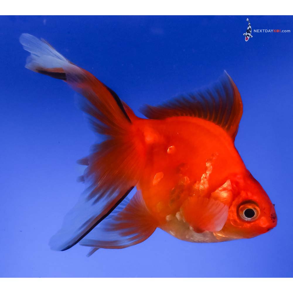 4.5” Imported Black and Red Ryukin