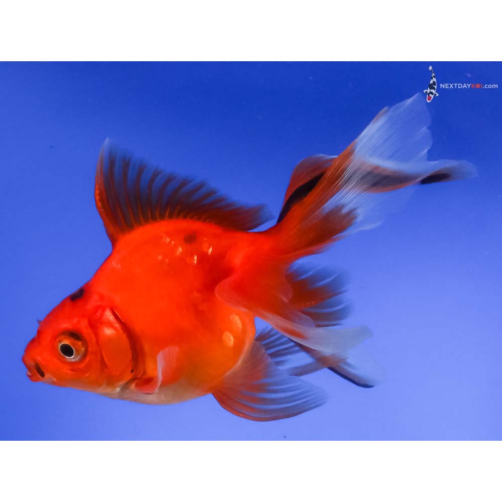 4.5” Imported Black and Red Ryukin