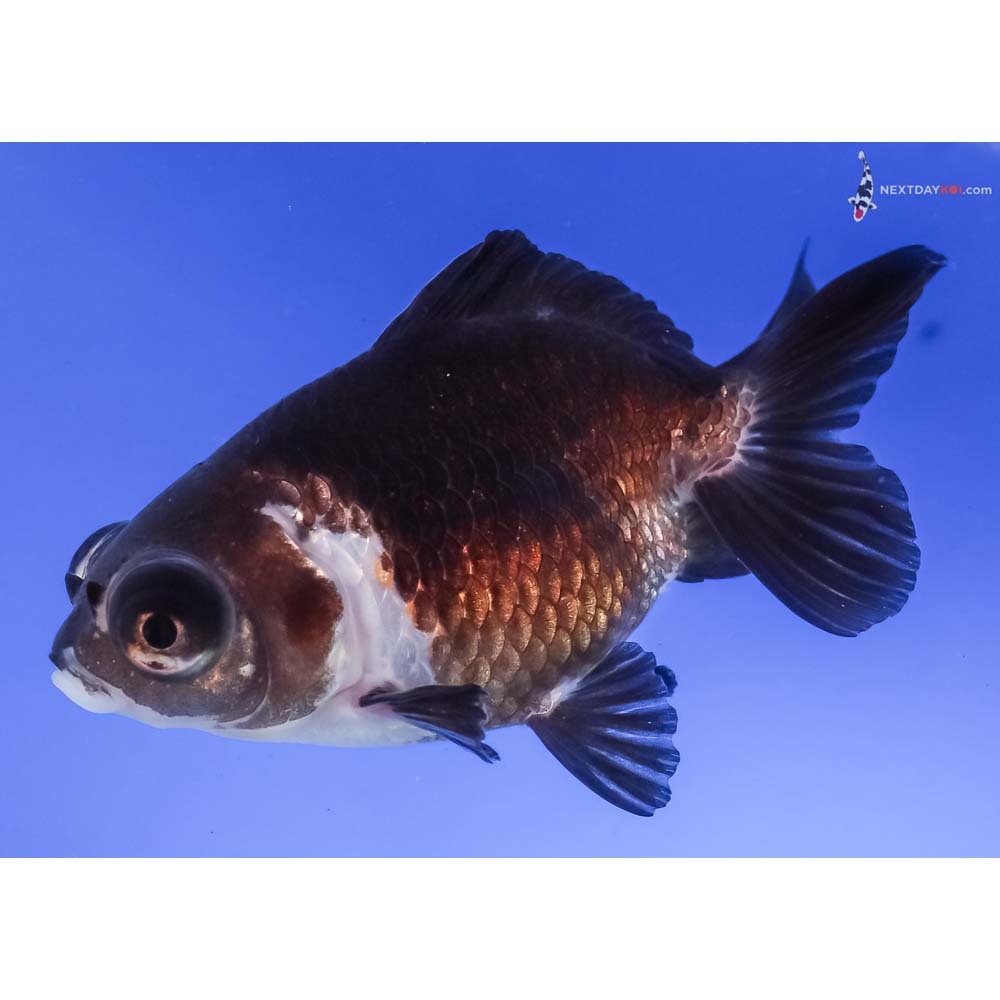 4” Imported Tri Color Butterfly Tail