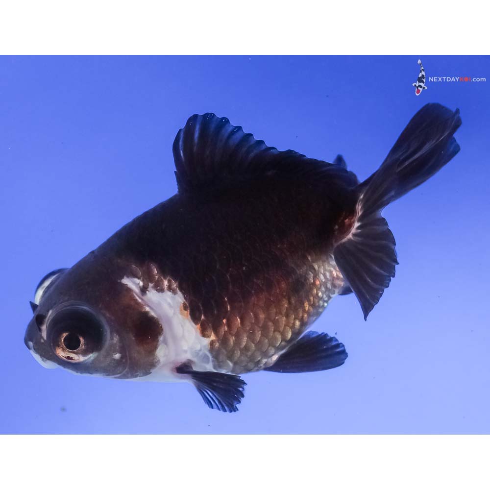 4” Imported Tri Color Butterfly Tail