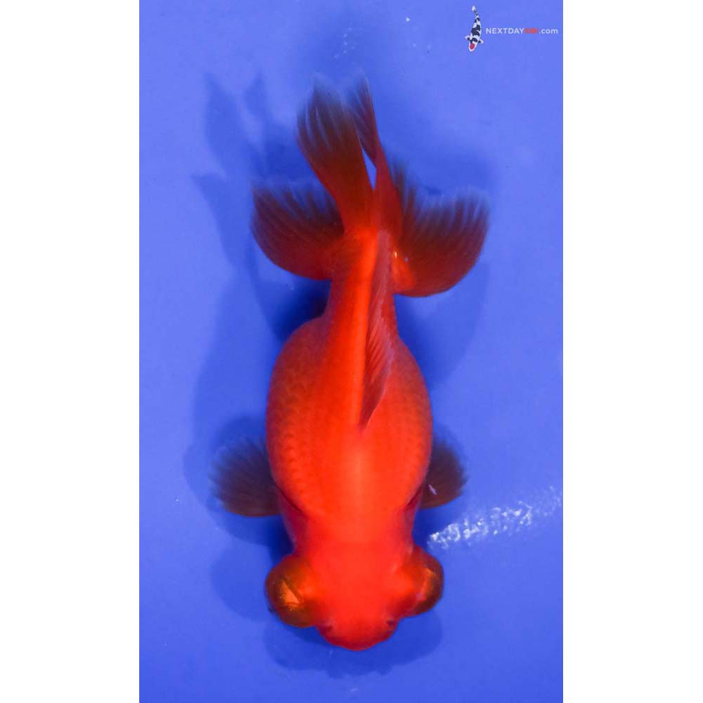 3.5” Imported Red Butterfly Tail