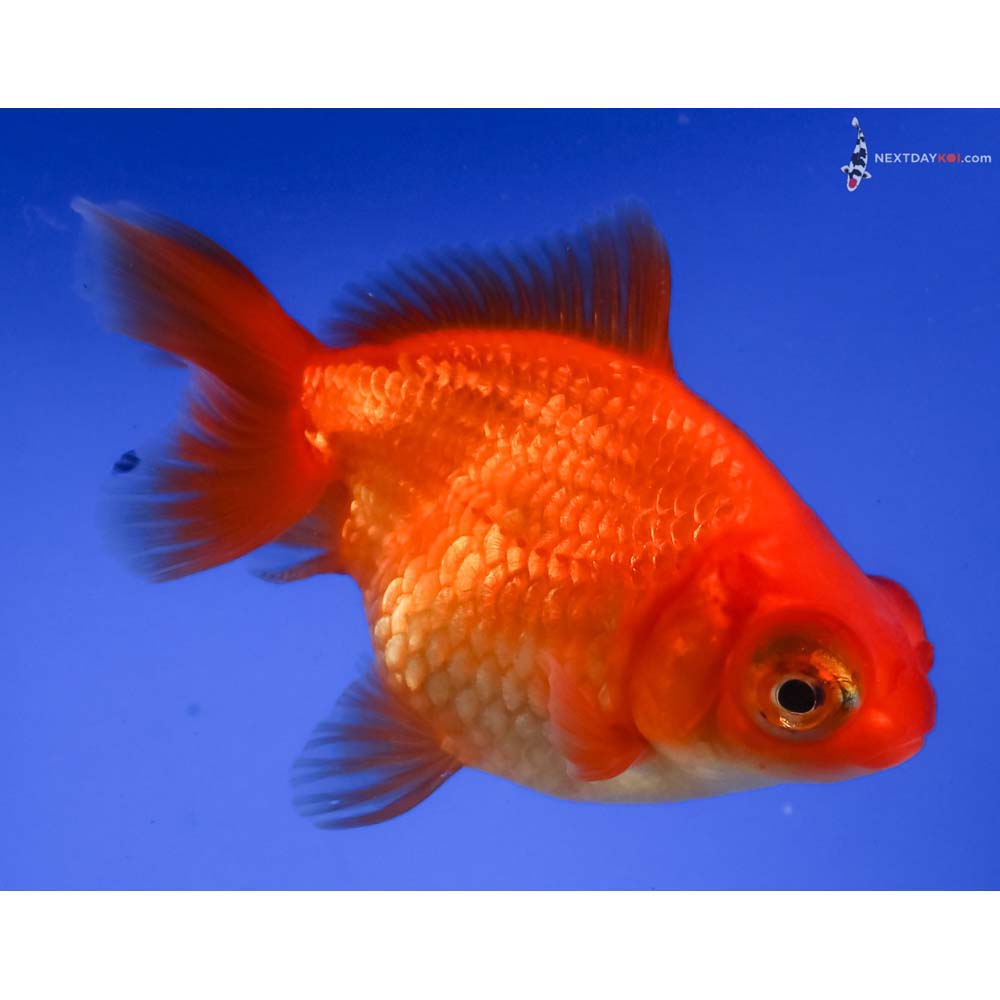 3.5” Imported Red Butterfly Tail
