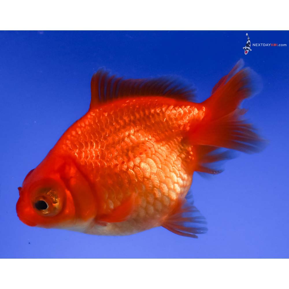 3.5” Imported Red Butterfly Tail