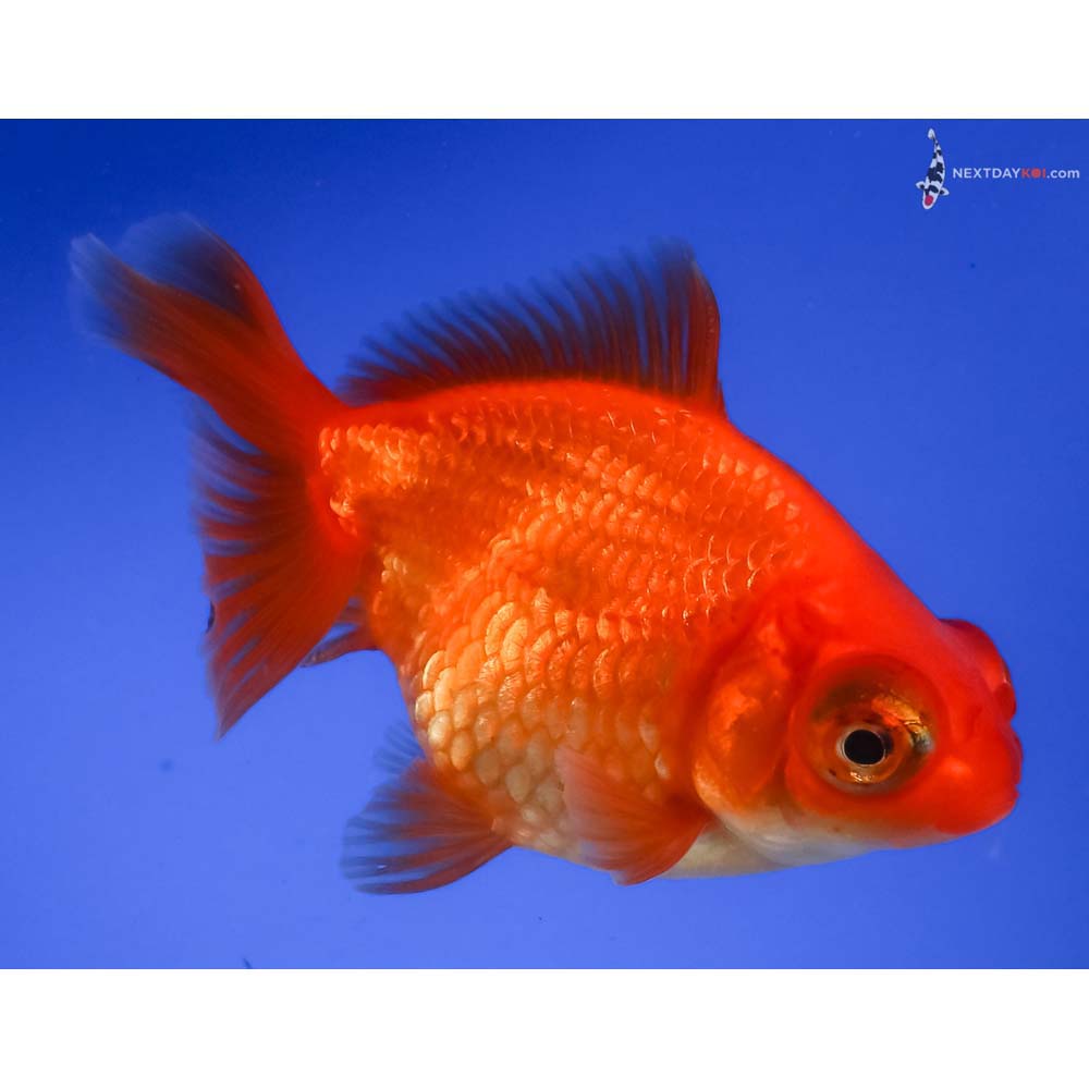 3.5” Imported Red Butterfly Tail