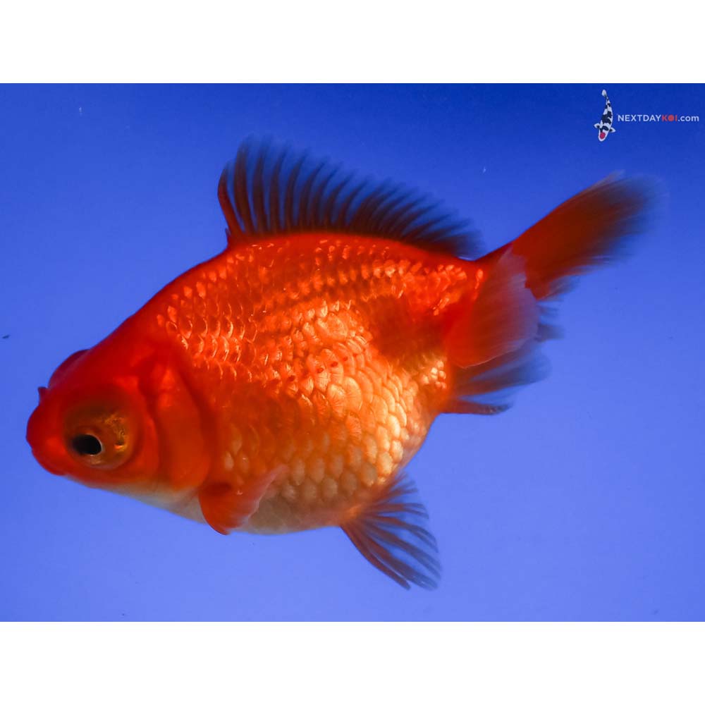 3.5” Imported Red Butterfly Tail
