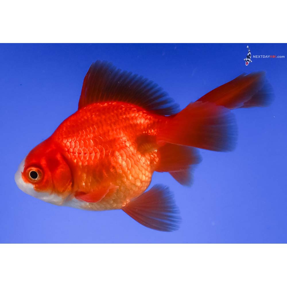 3.5” Imported Red and White Ryukin