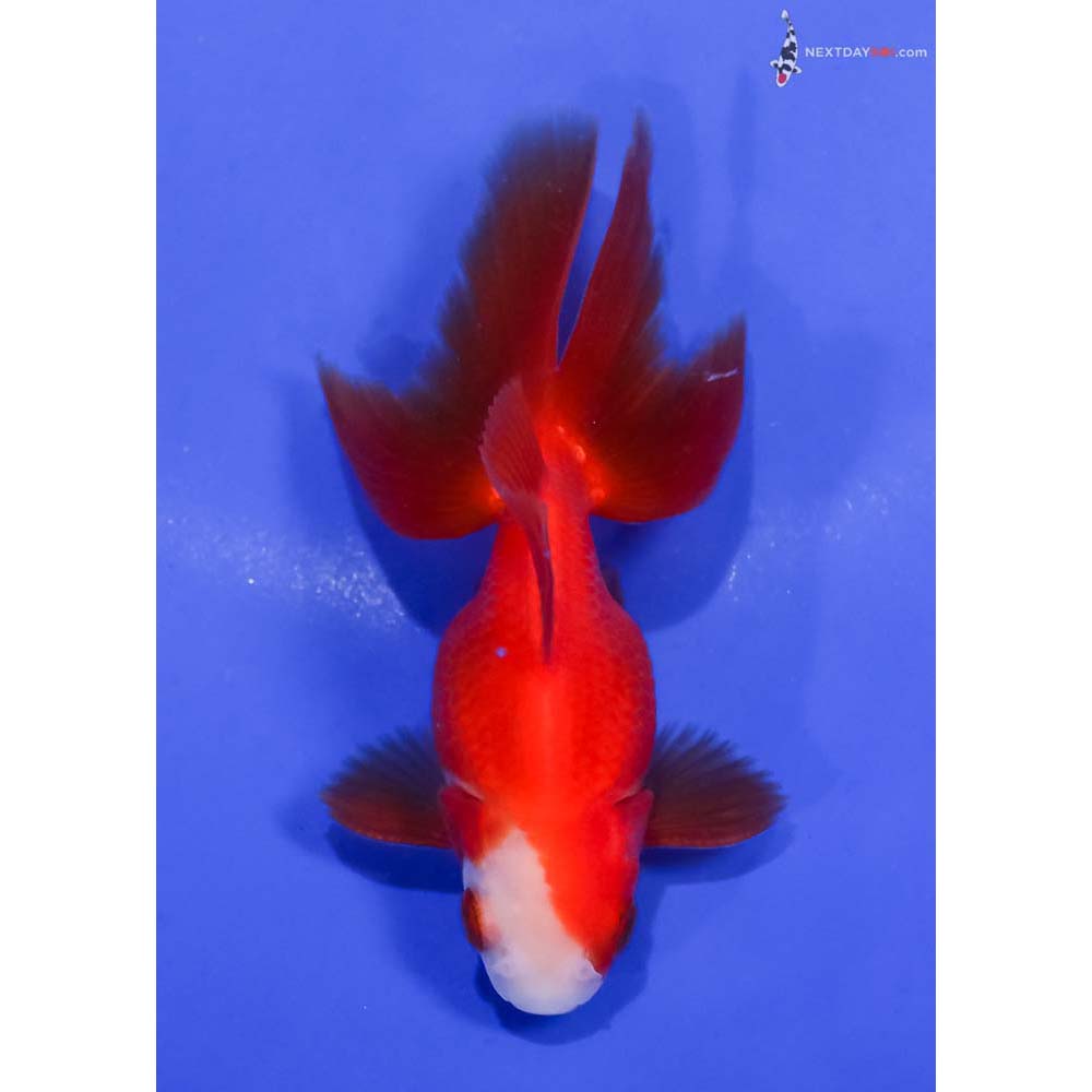 3.5” Imported Red and White Ryukin