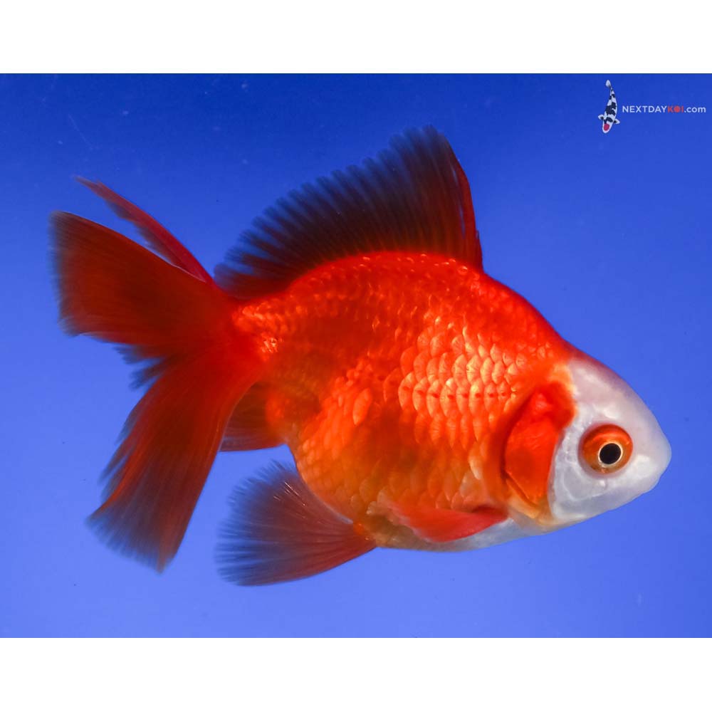3.5” Imported Red and White Ryukin