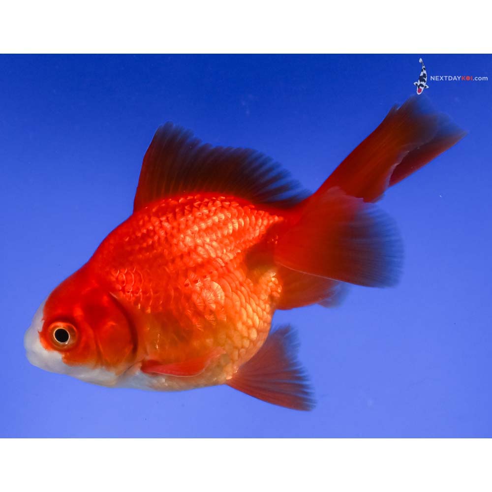 3.5” Imported Red and White Ryukin