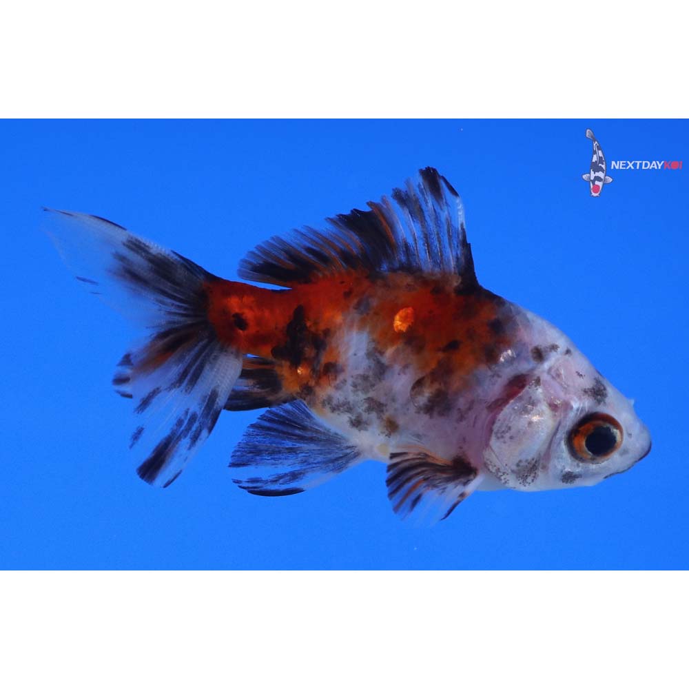 3” Imported Calico Wakin