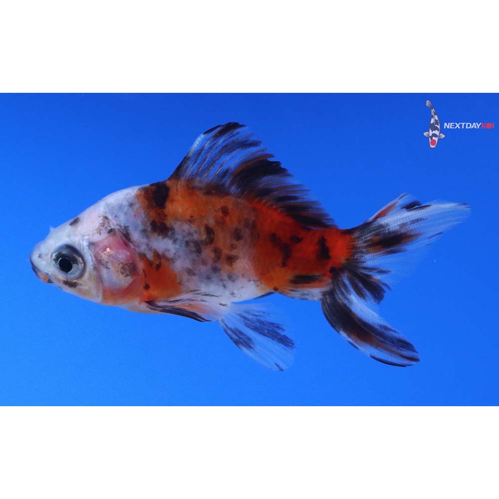 3” Imported Calico Wakin