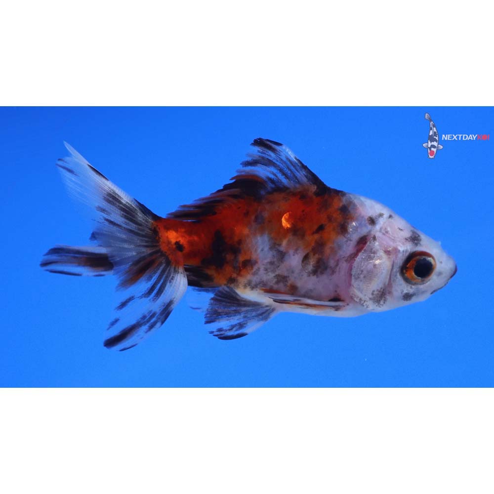 3” Imported Calico Wakin
