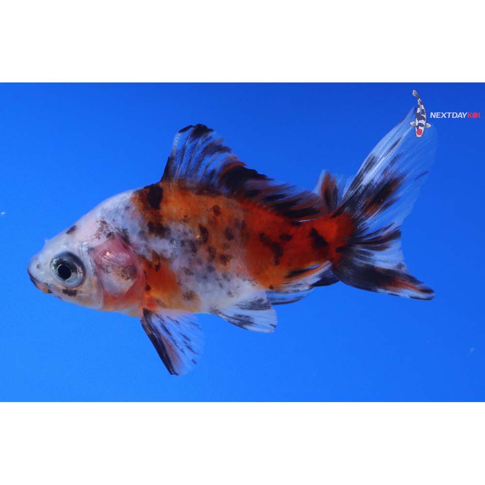 3” Imported Calico Wakin