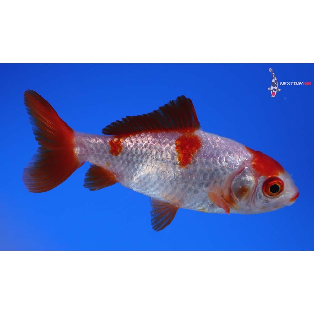 3” Imported Red and White Wakin