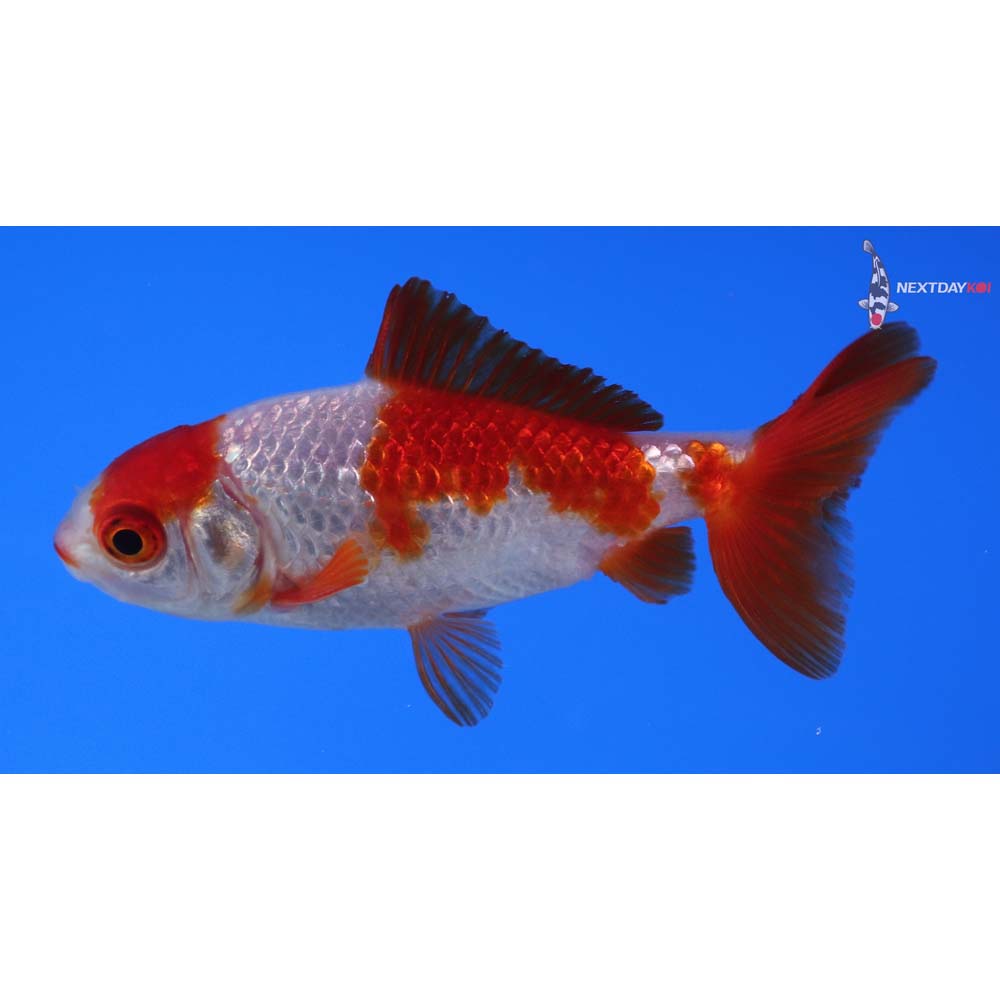 3” Imported Red and White Wakin